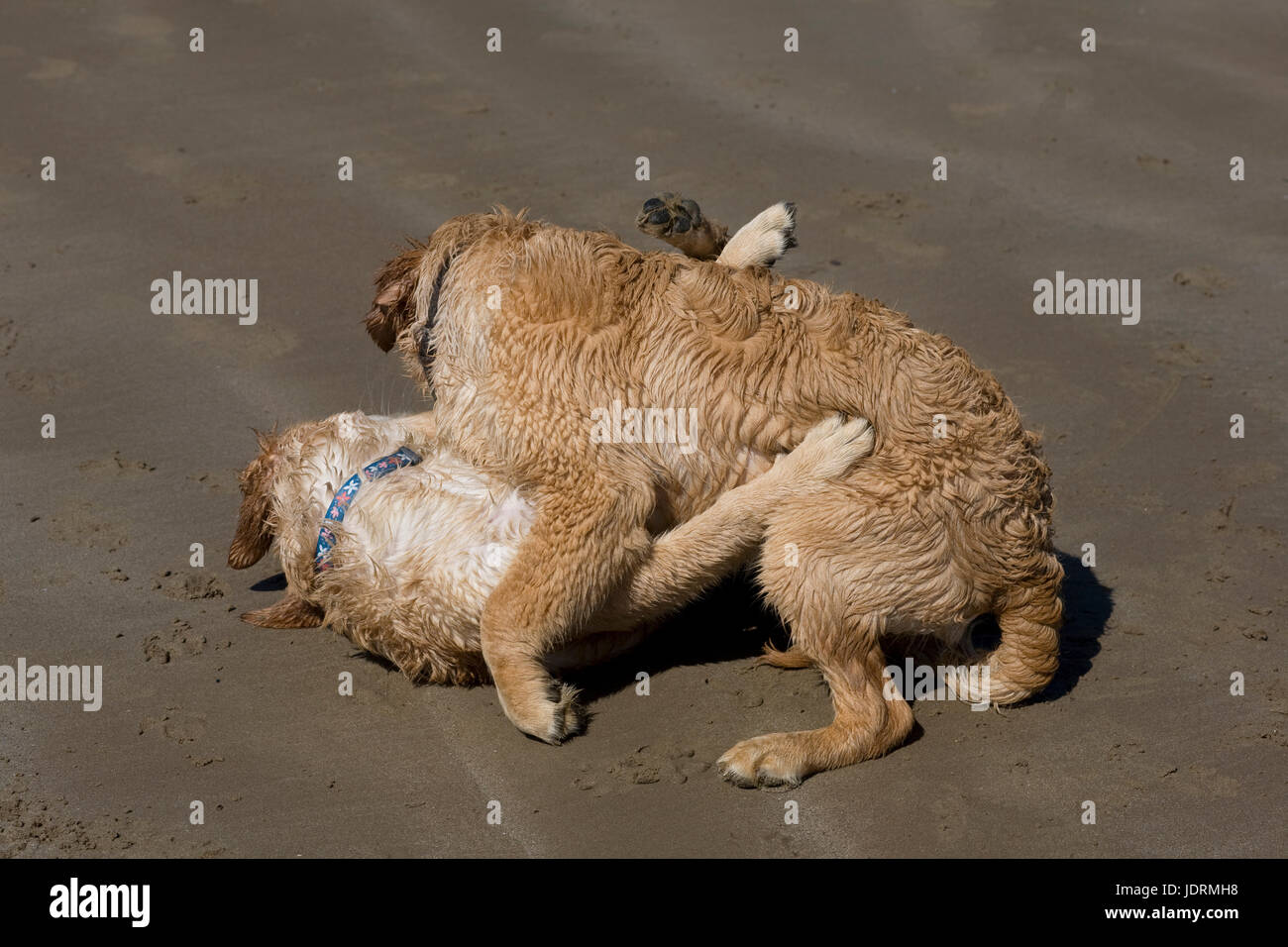 Frère et soeur 5 mois chiots golden retriever de jouer sur du sable humide sur Newton beach de Porthcawl Banque D'Images