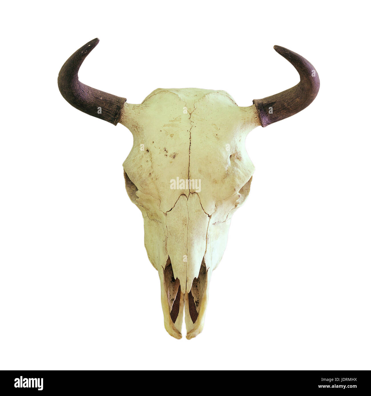 Crâne de bison d'Europe (Bison bonasus), trophée de chasse isolé sur fond blanc Banque D'Images