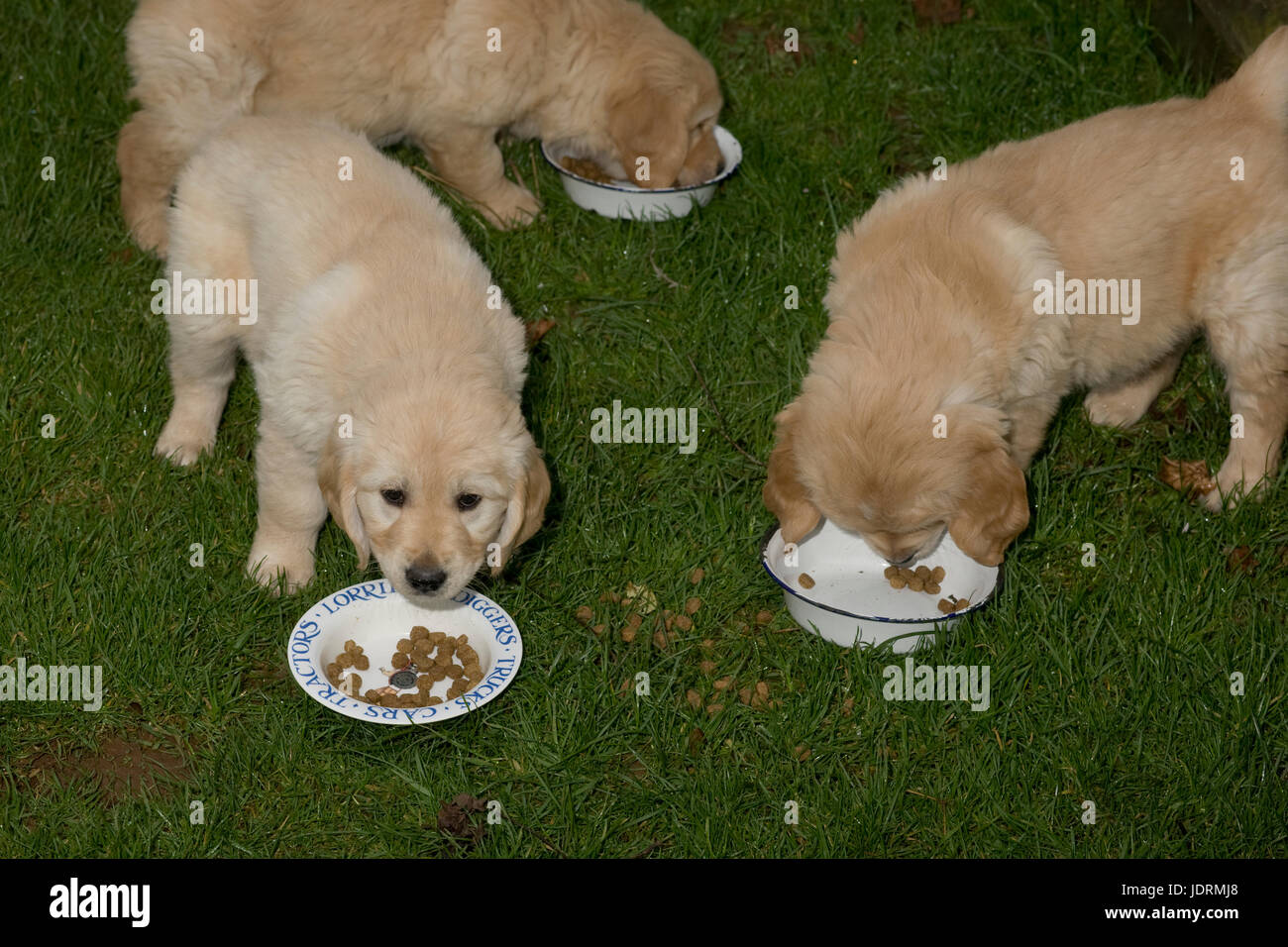 3 semaine 7 moelleux, golden retriever puppies rentrant dans des bols de nourriture à l'heure du déjeuner d'hiver Banque D'Images