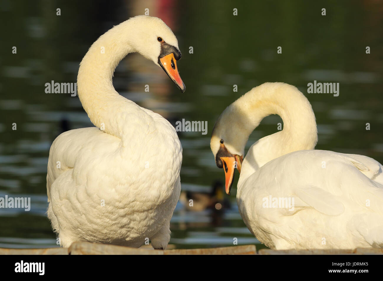 Les cygnes tuberculés couple près du lac ( Cygnus olor ), homme et femme oiseau au printemps, saison de l'accouplement Banque D'Images