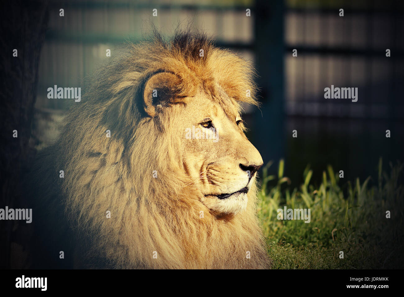 Portrait de grand lion au zoo ( Panthera leo ) Banque D'Images