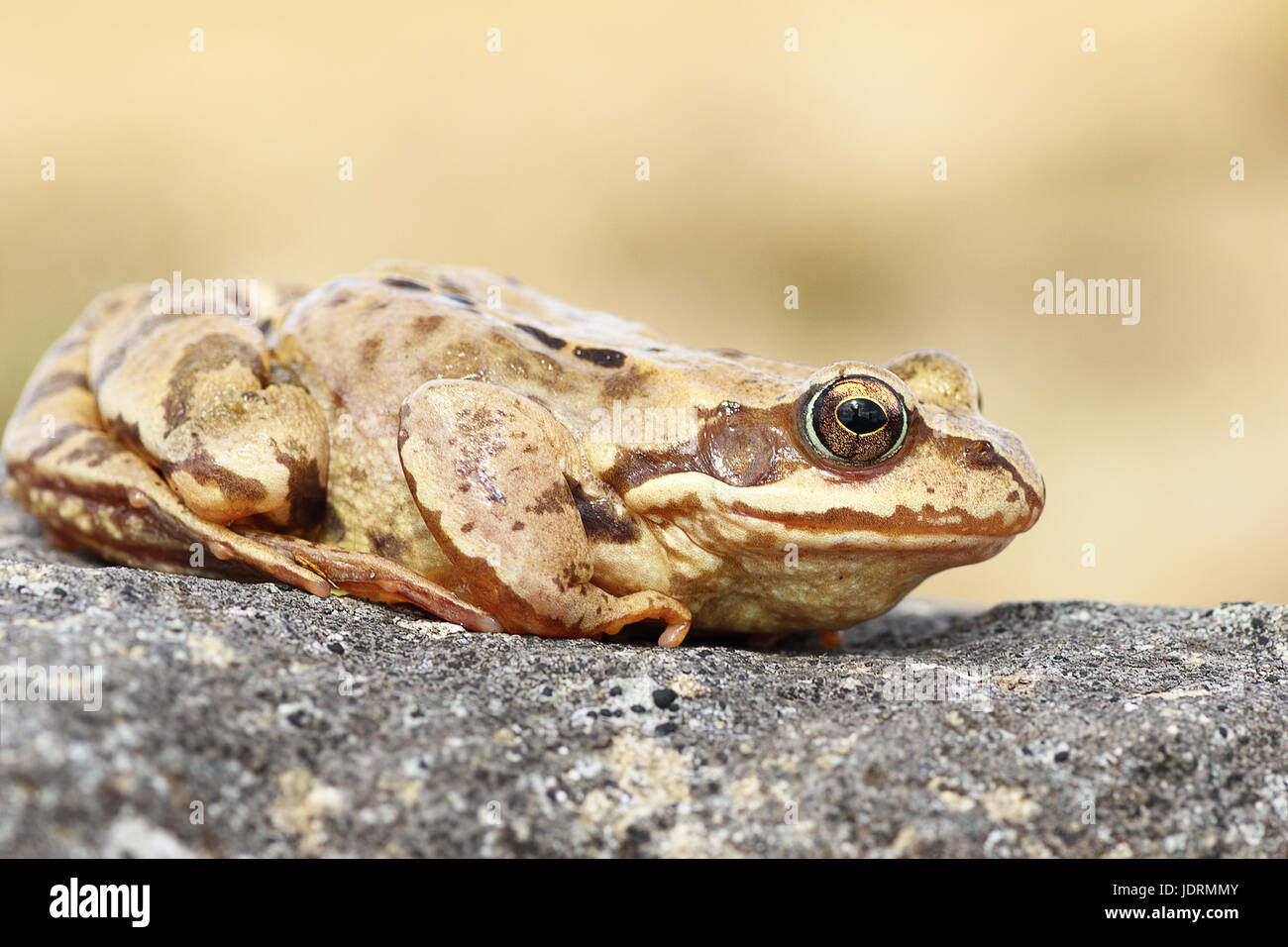 Voir le profil complet de l'Europe ( grenouille Rana temporaria ) Banque D'Images