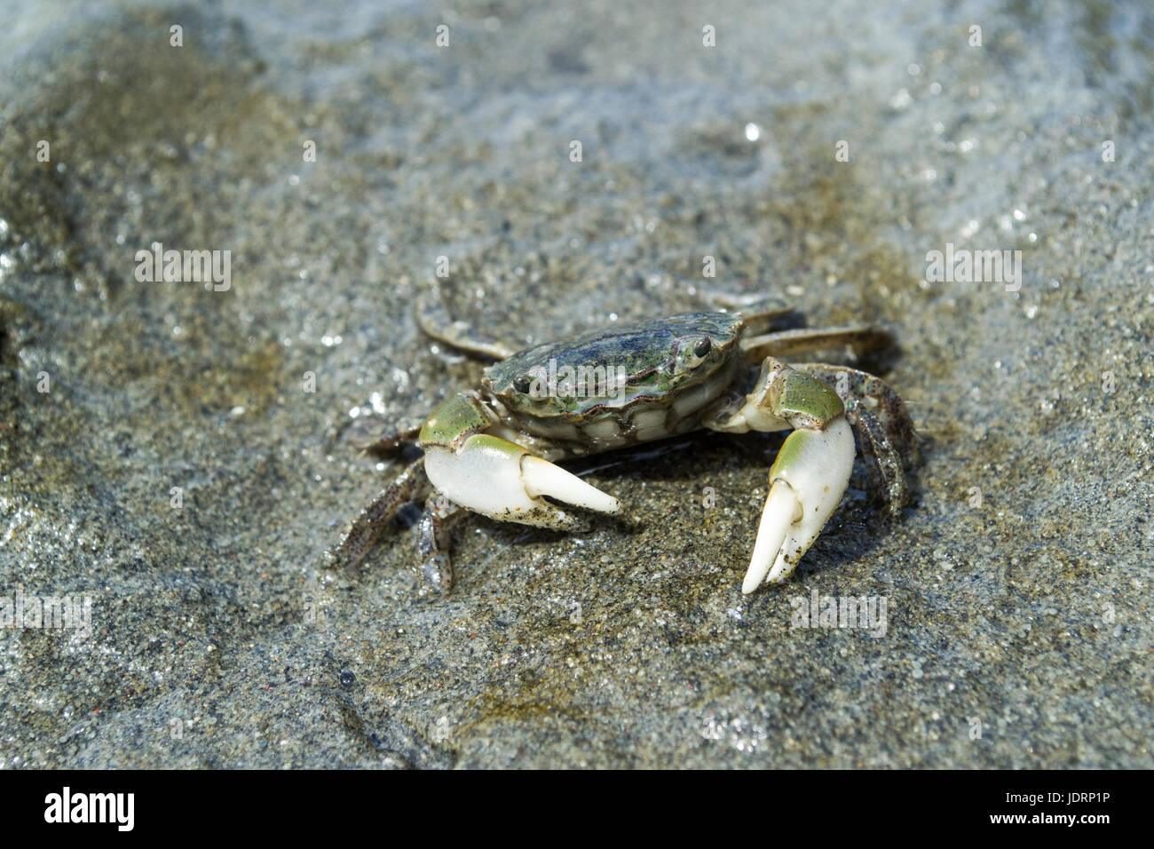 Bebe Crabe Photo Stock Alamy Bebe Crabe Photo Stock Alamy