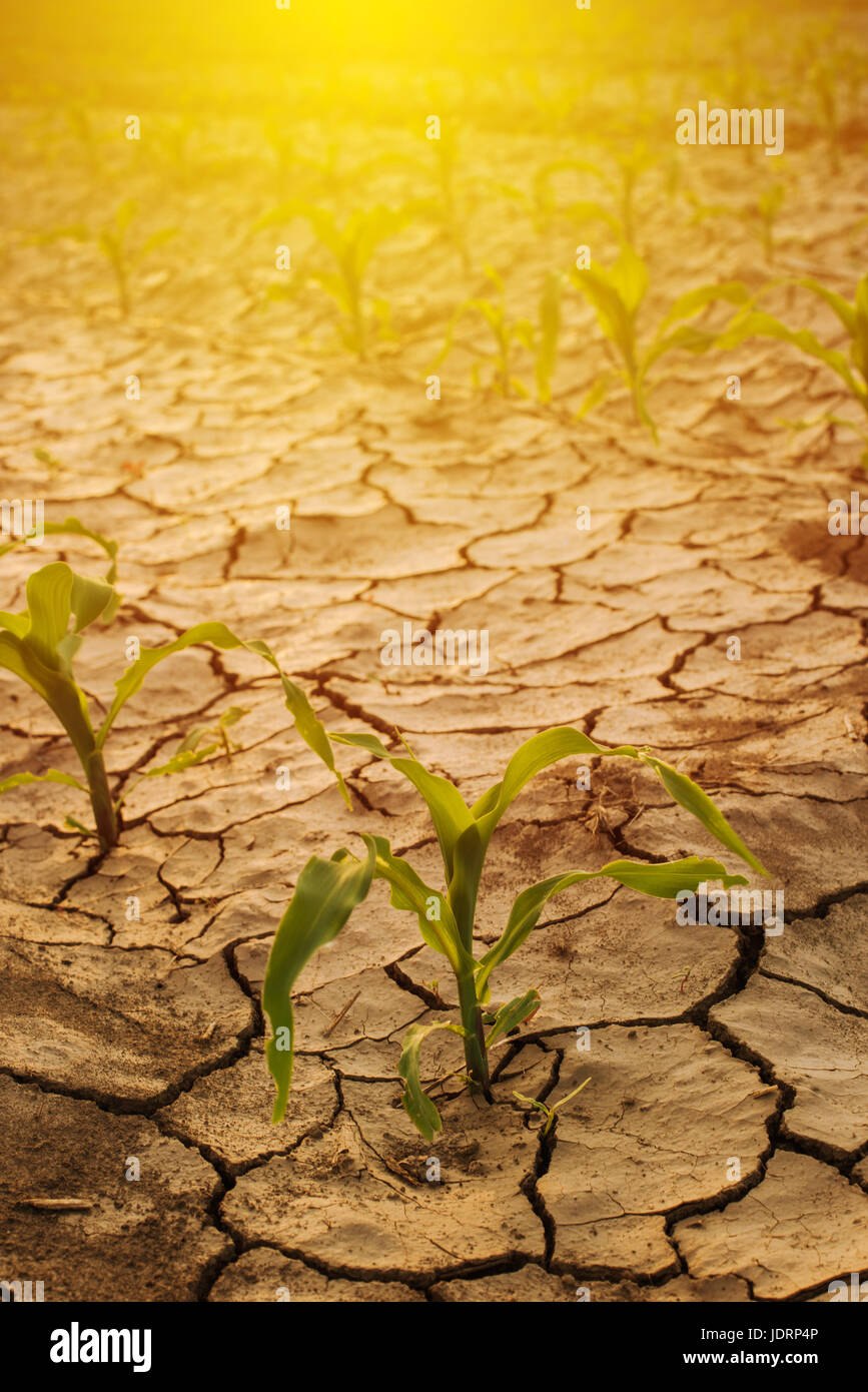 Champ de maïs, la sécheresse la terre sèche de boue se fissure Banque D'Images