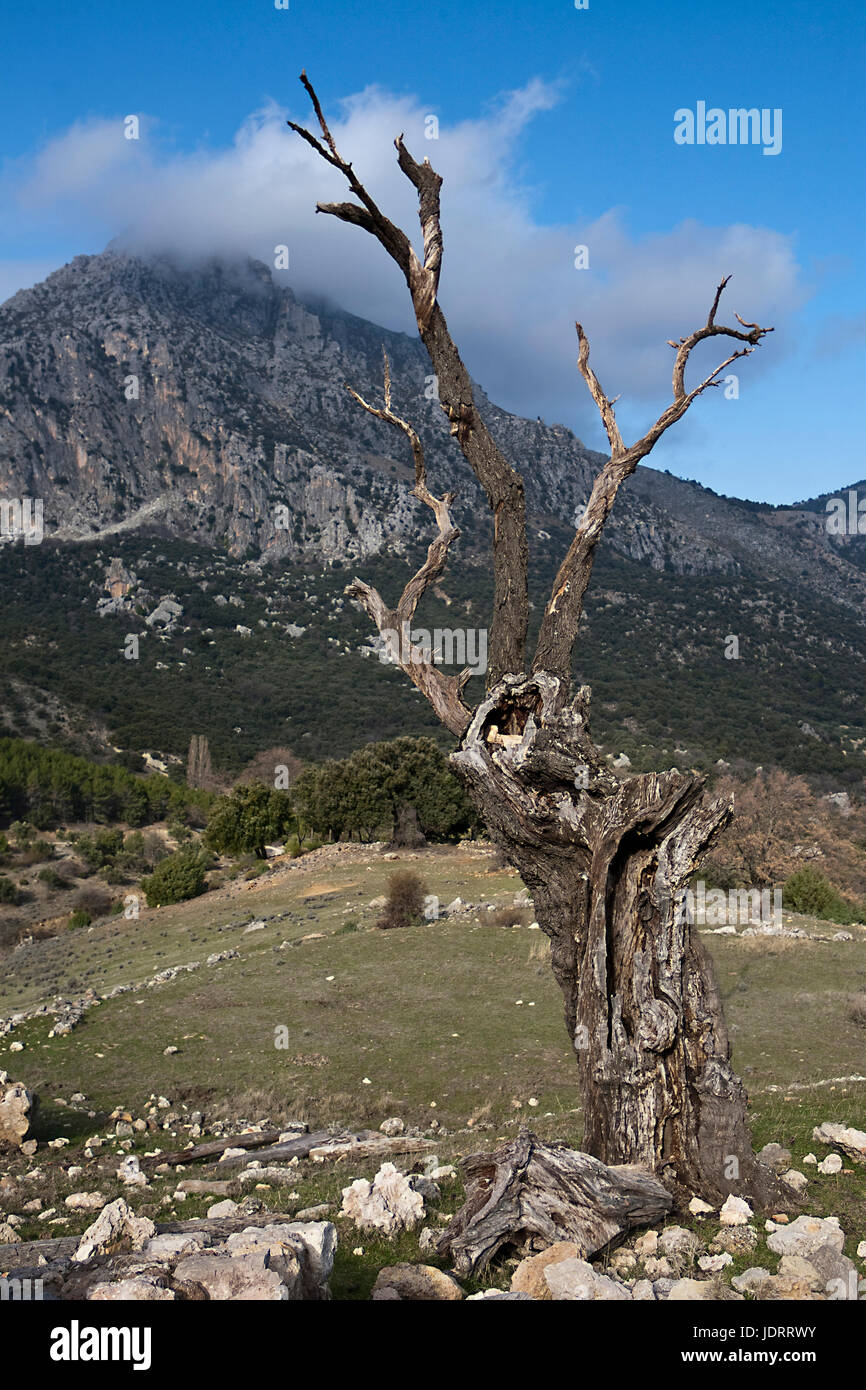 Arbre sec dans les montagnes de la Sierra sud de Jaén, Andalousie, Espagne Banque D'Images