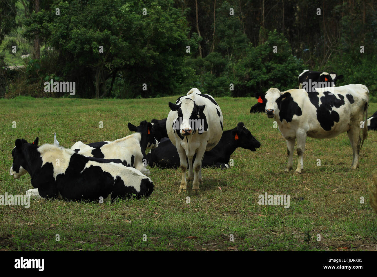 Un troupeau de bovins Holstein dans un pâturage sur une ferme à Cotacachi (Équateur) Banque D'Images