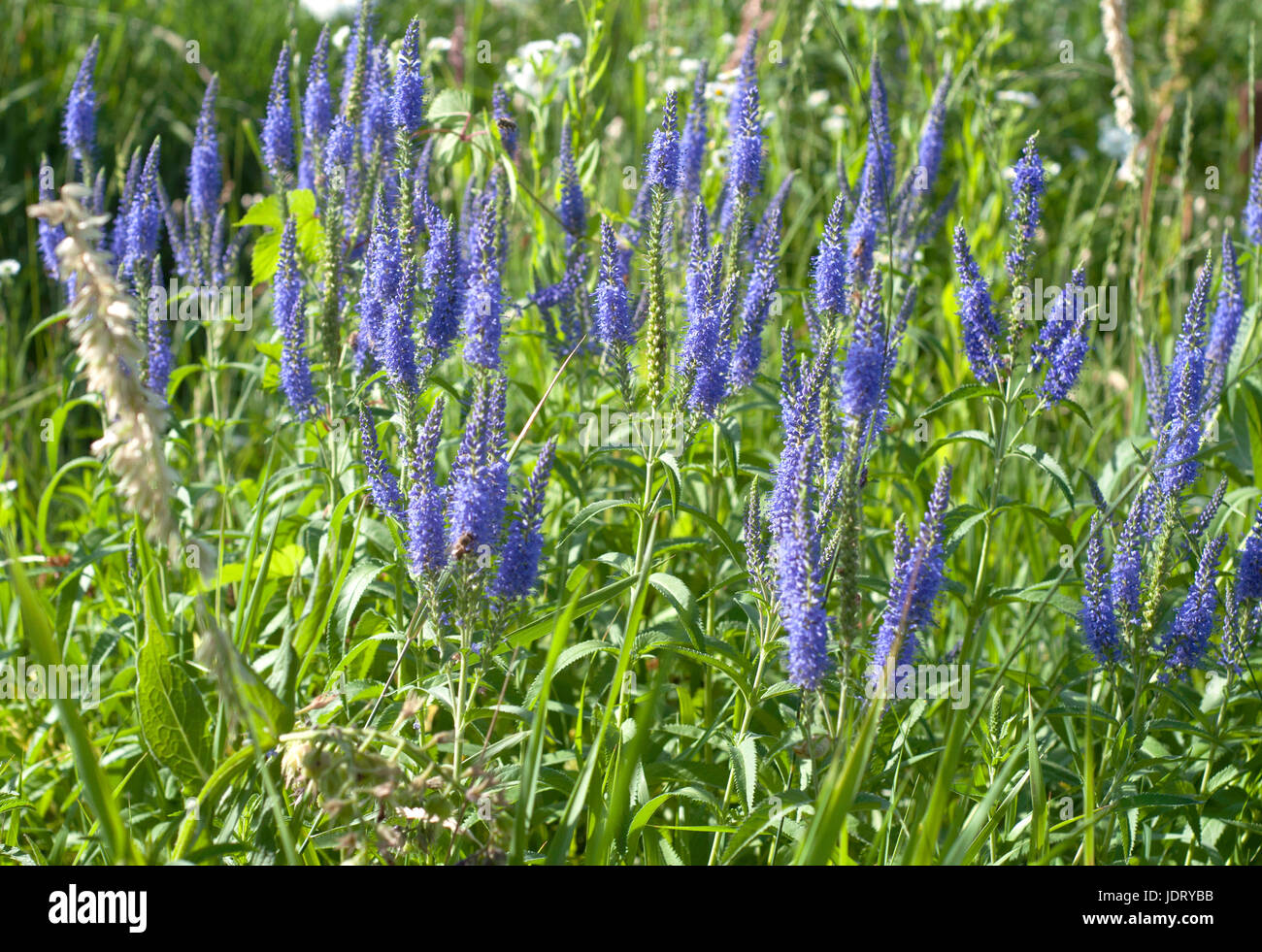 Groupe de Salvia pourpre dans le parc Banque D'Images