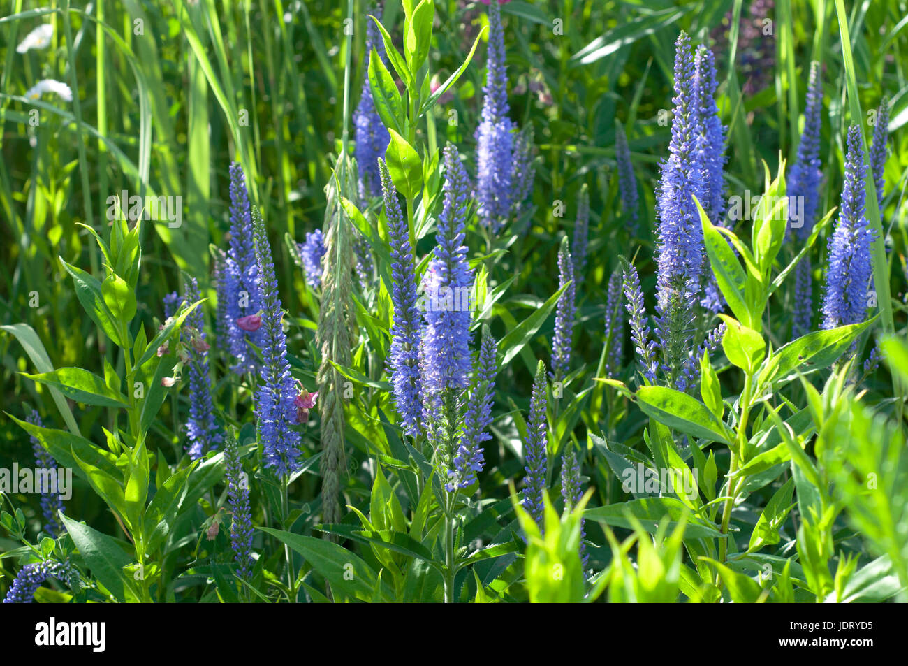 Groupe de Salvia pourpre dans le jardin. L'heure d'été. Fleurs d'été Banque D'Images