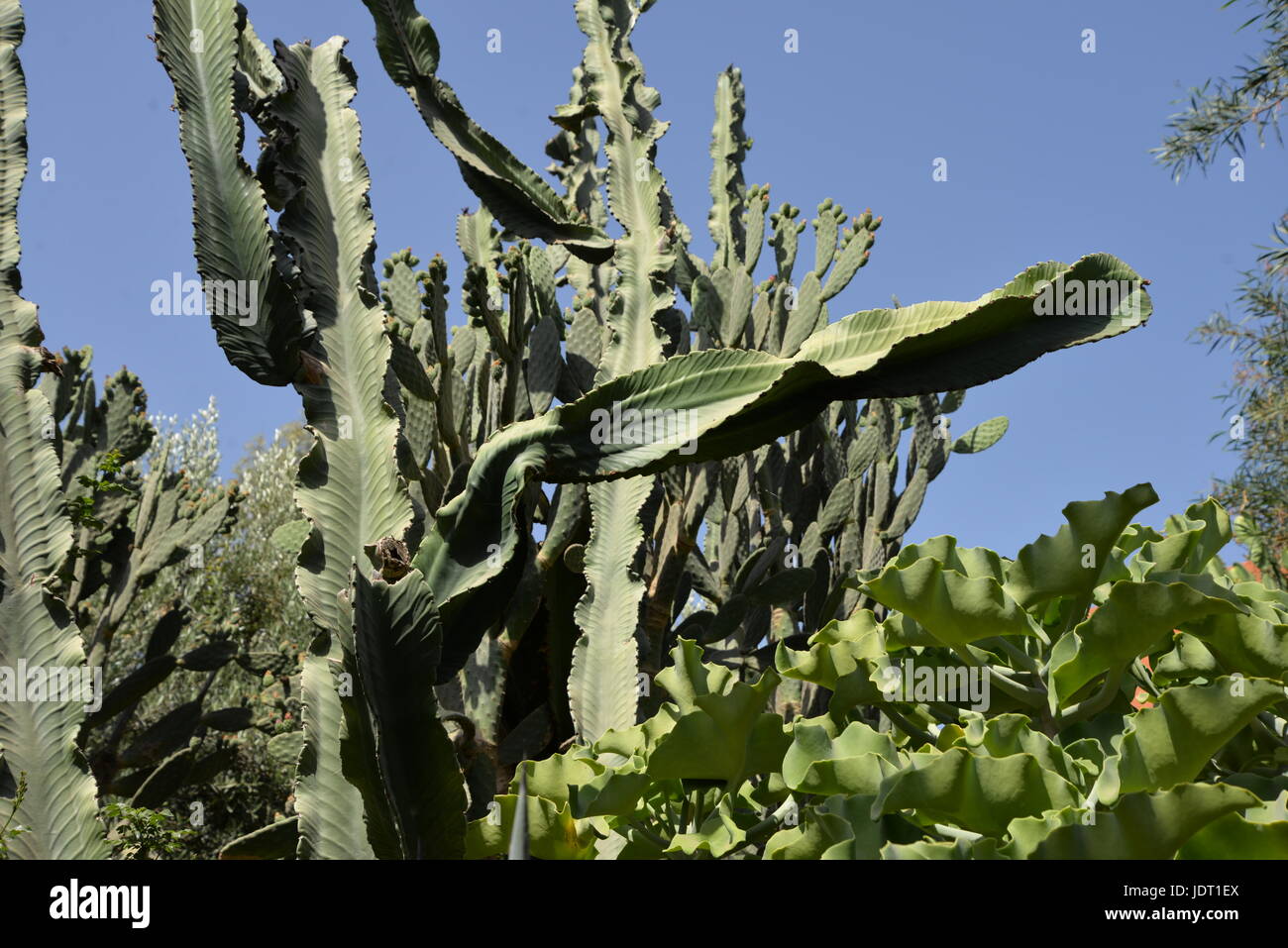 Grand Grand Désert Cactus , jardins naturels au Maroc , désert , pots en terre cuite rustique Bohème Boho Africains ,Scène d'Intérieur , Jardin Tropical Banque D'Images