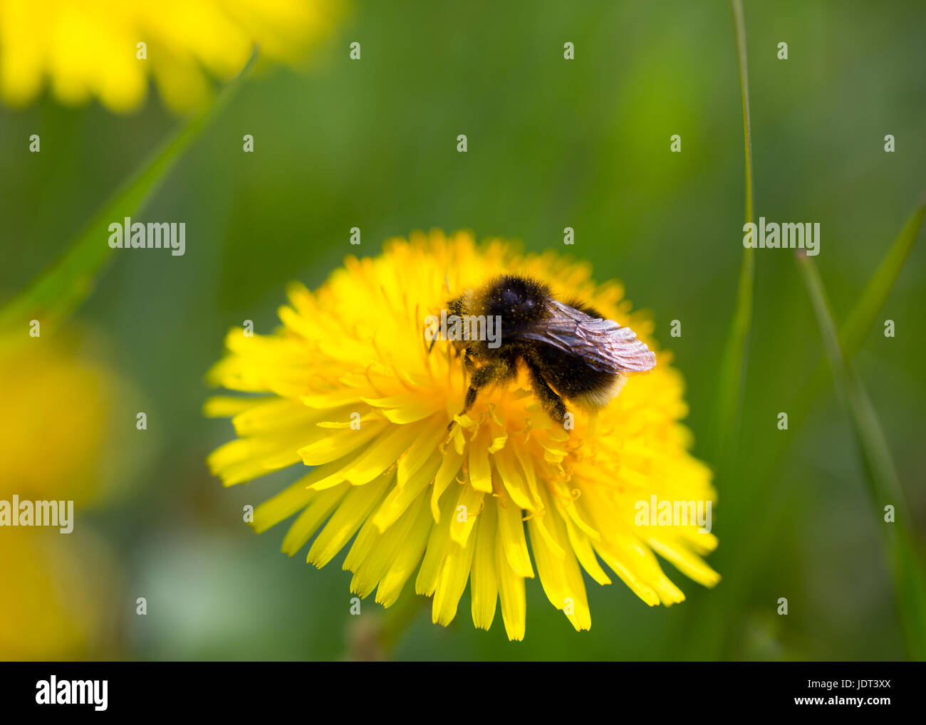 Bumblebee naturelles assis sur le jaune s'épanouit dans l'environnement vert Banque D'Images