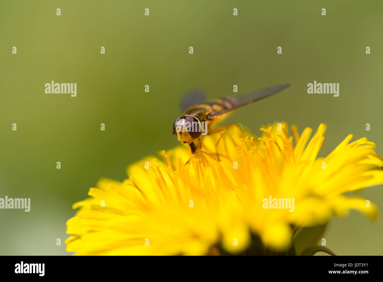 Portrait de hoverfly naturel jaune sur fond lisse vert avec fleur Banque D'Images