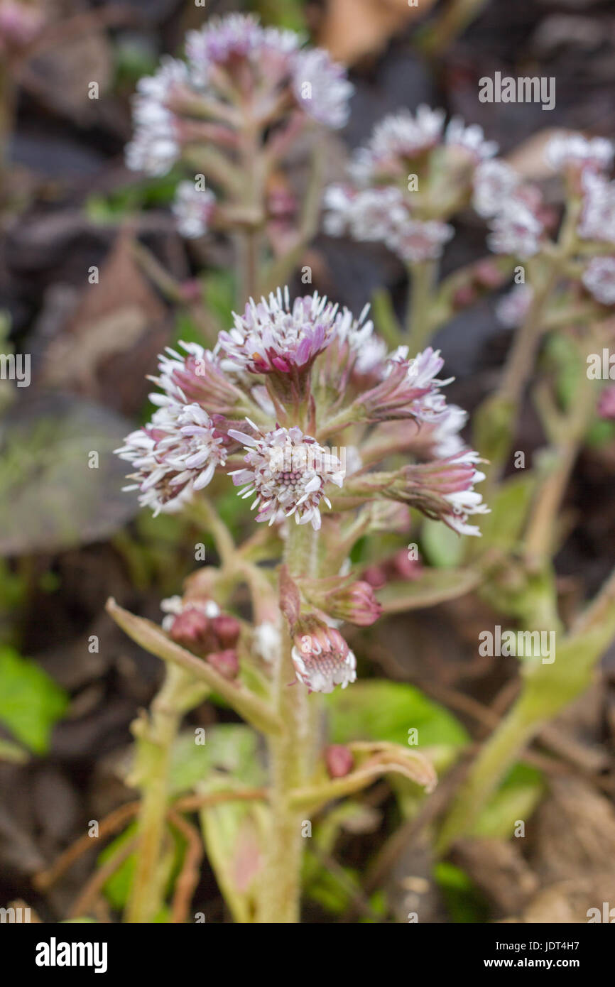 La Petasite pyrenaicus fleurs. Usine de pétasite. Coltsfoot germées herb Banque D'Images