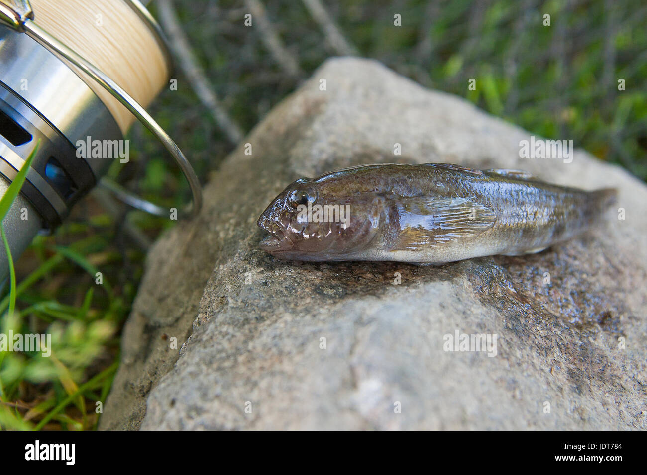 Poissons d'eau douce ou gobie barbotte poisson appelé Neogobius melanostomus et Neogobius fluviatilis pallasi juste pris de l'eau. Vue rapprochée Banque D'Images