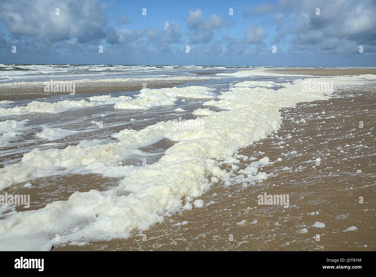 Lente, le vent en vervuiling ( ?) zorgen voor het van aanspoelen afgestorven algen Banque D'Images