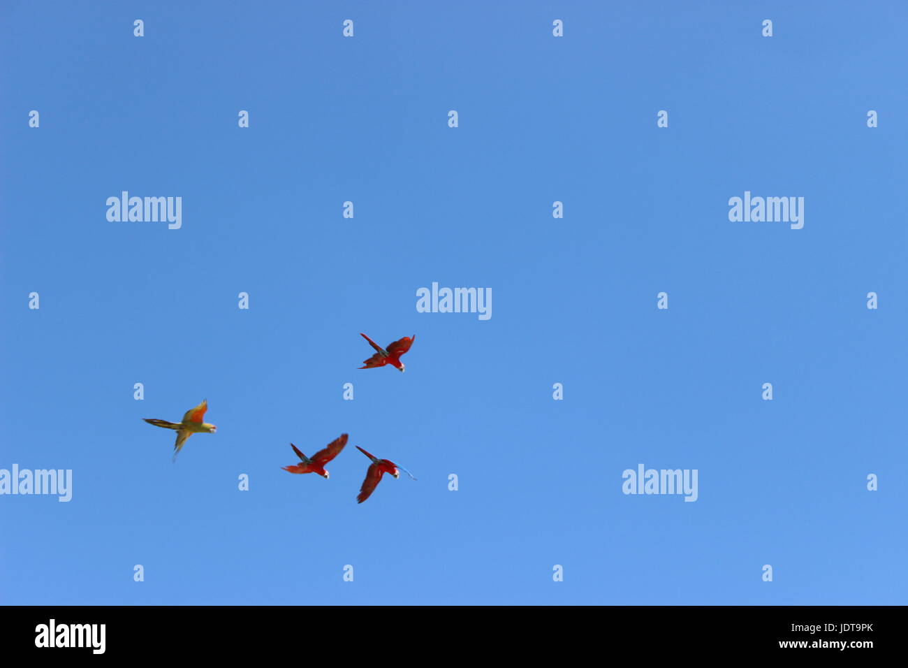 Certains oiseaux colorés dans un ciel bleu Banque D'Images