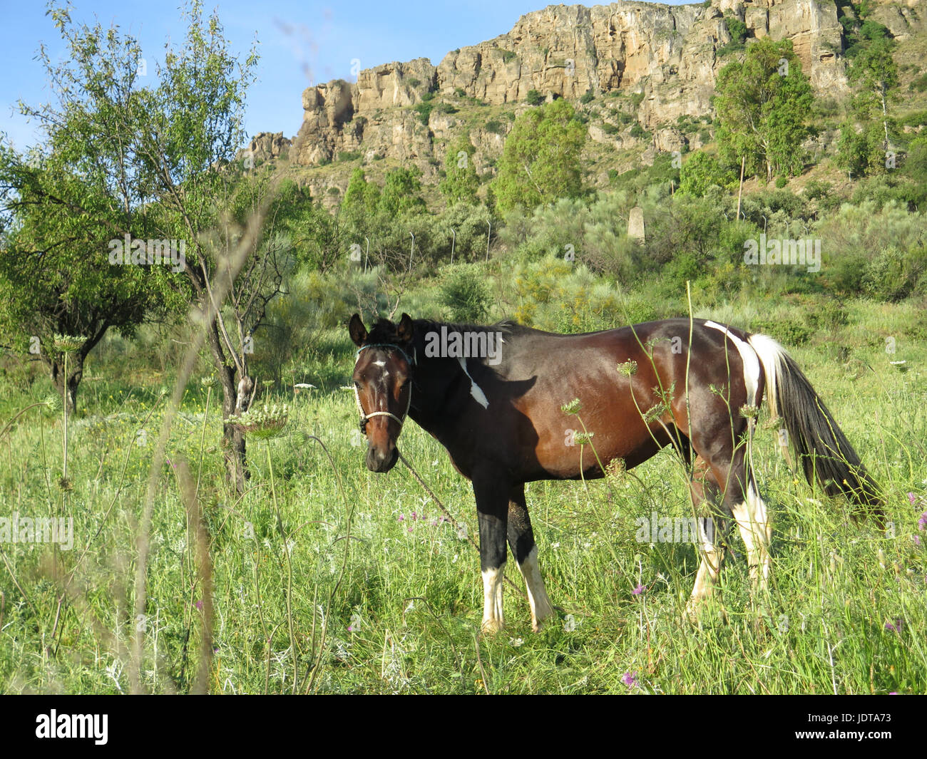 Cheval brun avec marquage blanc paissant dans la prairie Banque D'Images