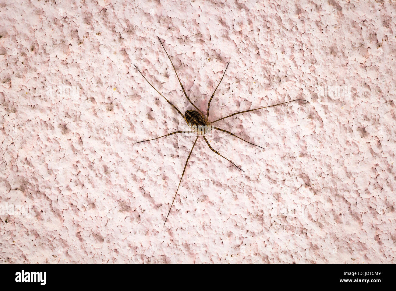 De grandes araignées à longues pattes sur un mur de béton rose close-up Banque D'Images