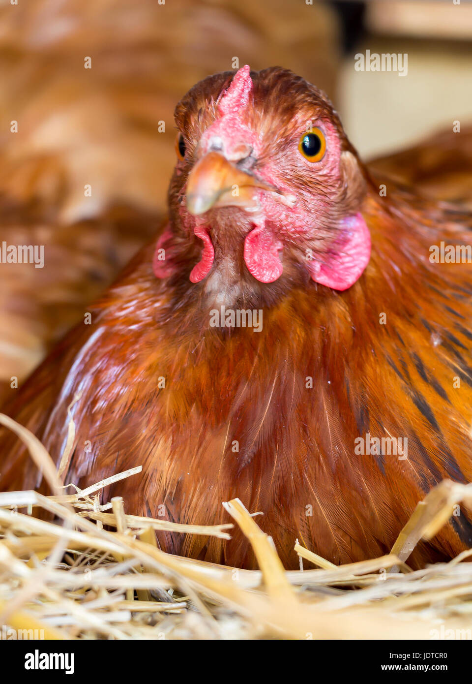 Poulet au gingembre assis à roost et couve les œufs Banque D'Images