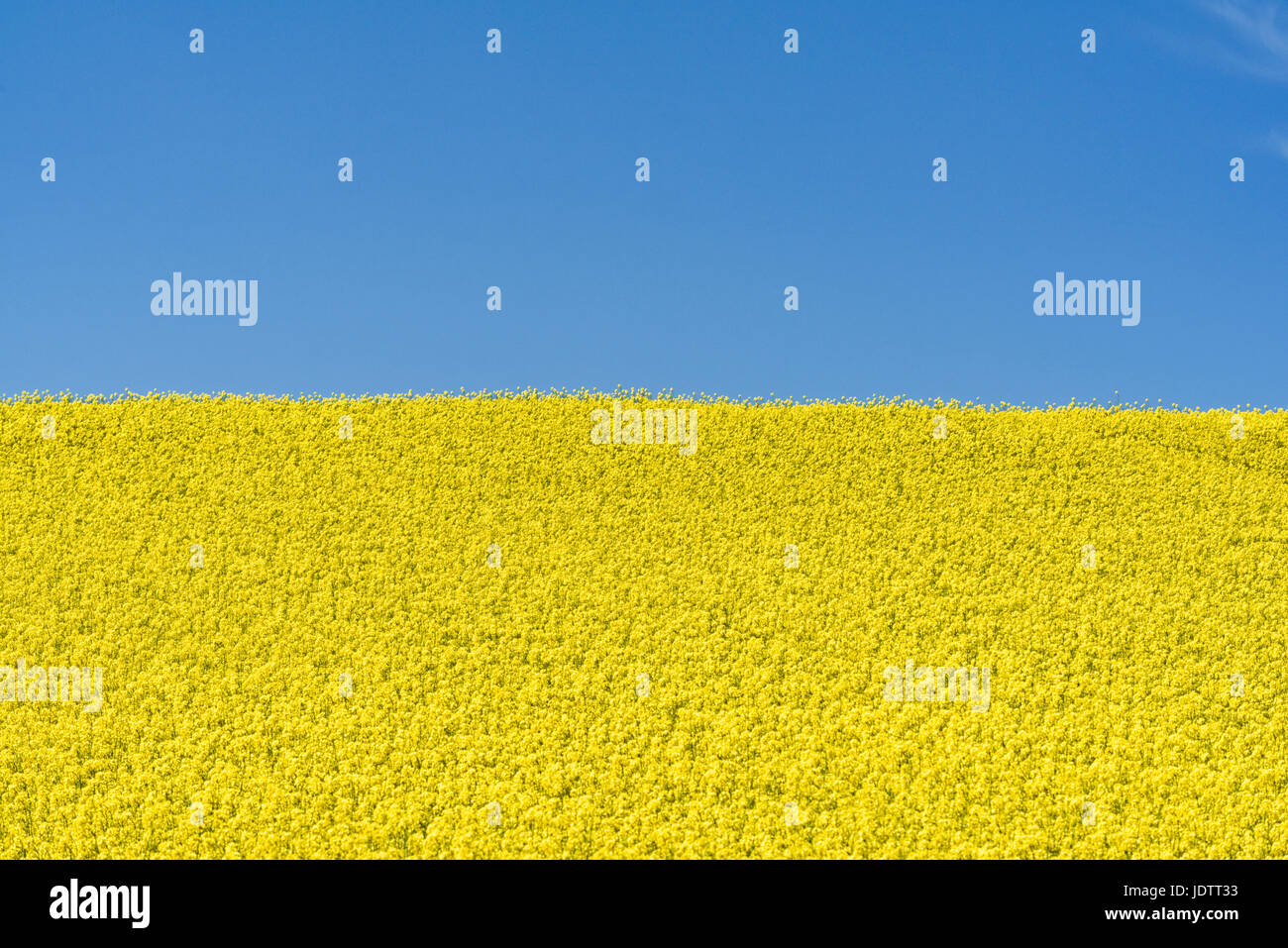 Champ de colza Brassica napus avec des fleurs jaunes contre blue ciel d'apporter une vue sur la campagne typique dans les terres arables en Angleterre Banque D'Images