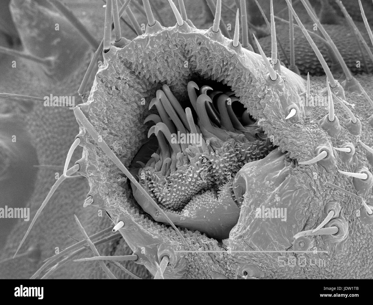 Vue agrandie de Vanessa cardui Banque D'Images