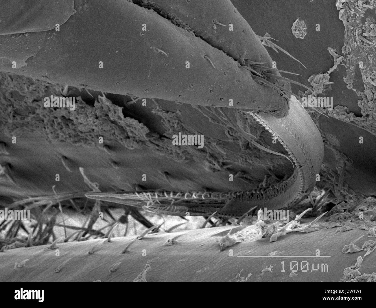 Vue agrandie du proboscis bug de l'eau Banque D'Images
