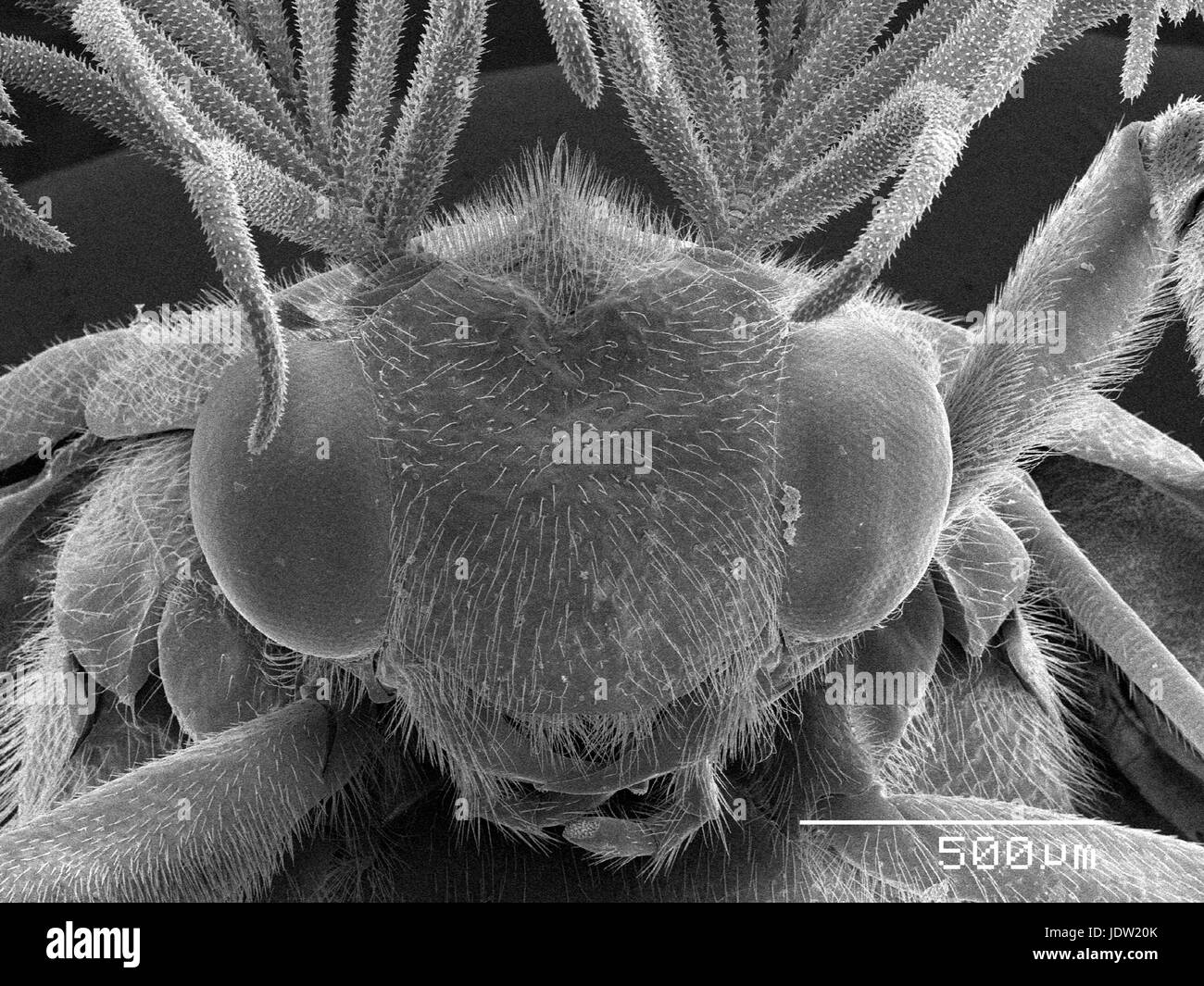Vue agrandie de glowworm beetle head Banque D'Images