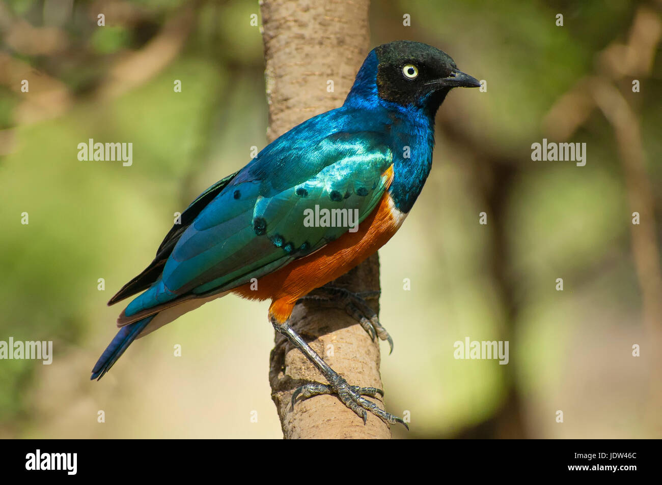 Superbe Starling, Arusha, Tanzanie Banque D'Images