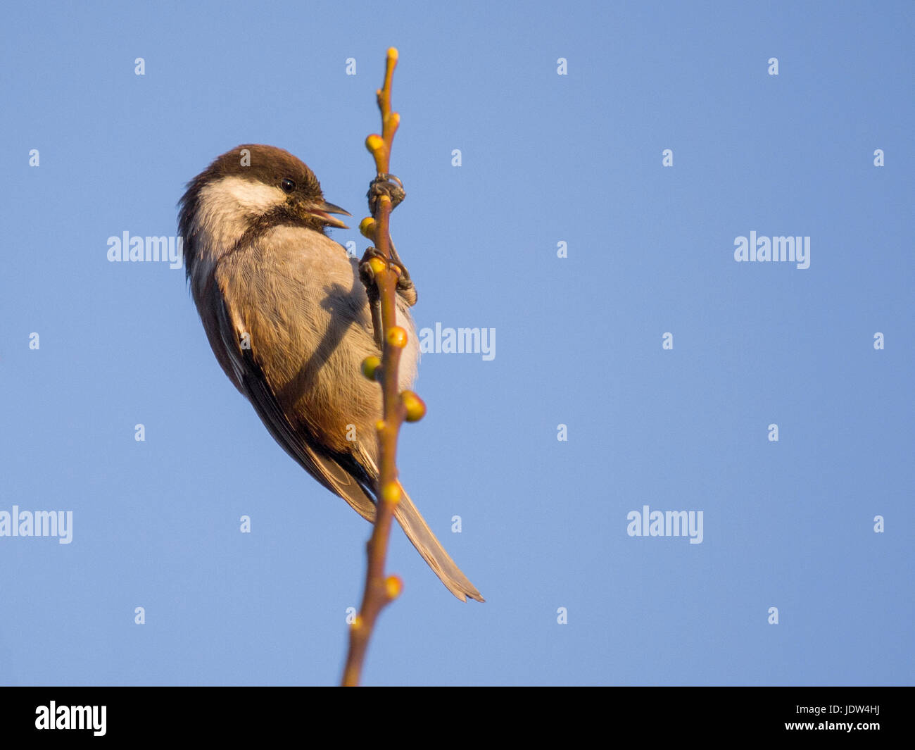 Mésange à dos, Poecile rufescens Banque D'Images