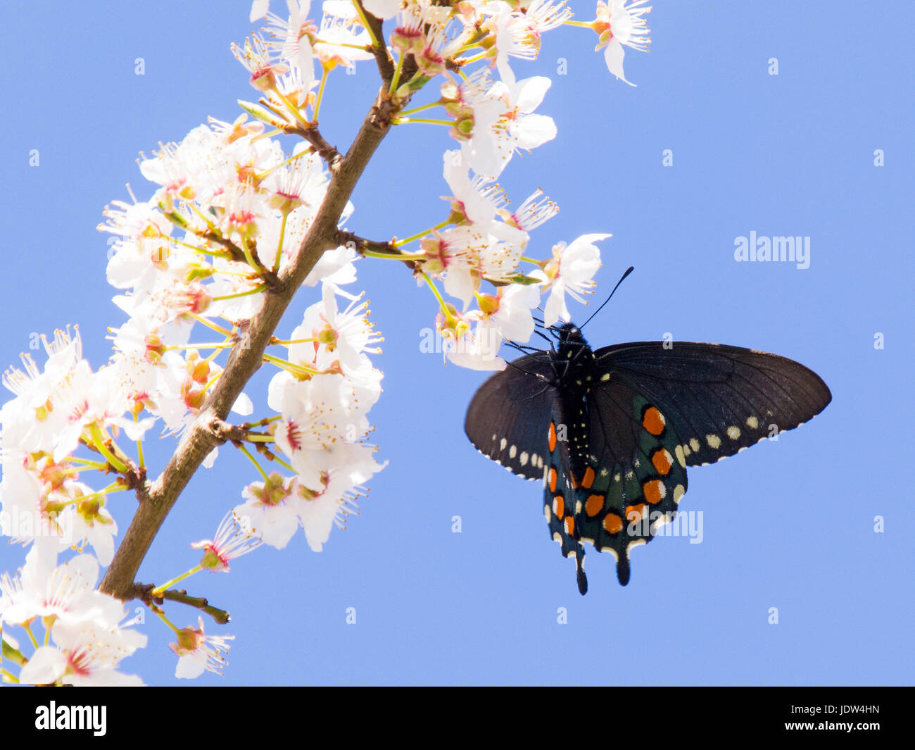 Pipevine Swallowtail, battus philenor Banque D'Images