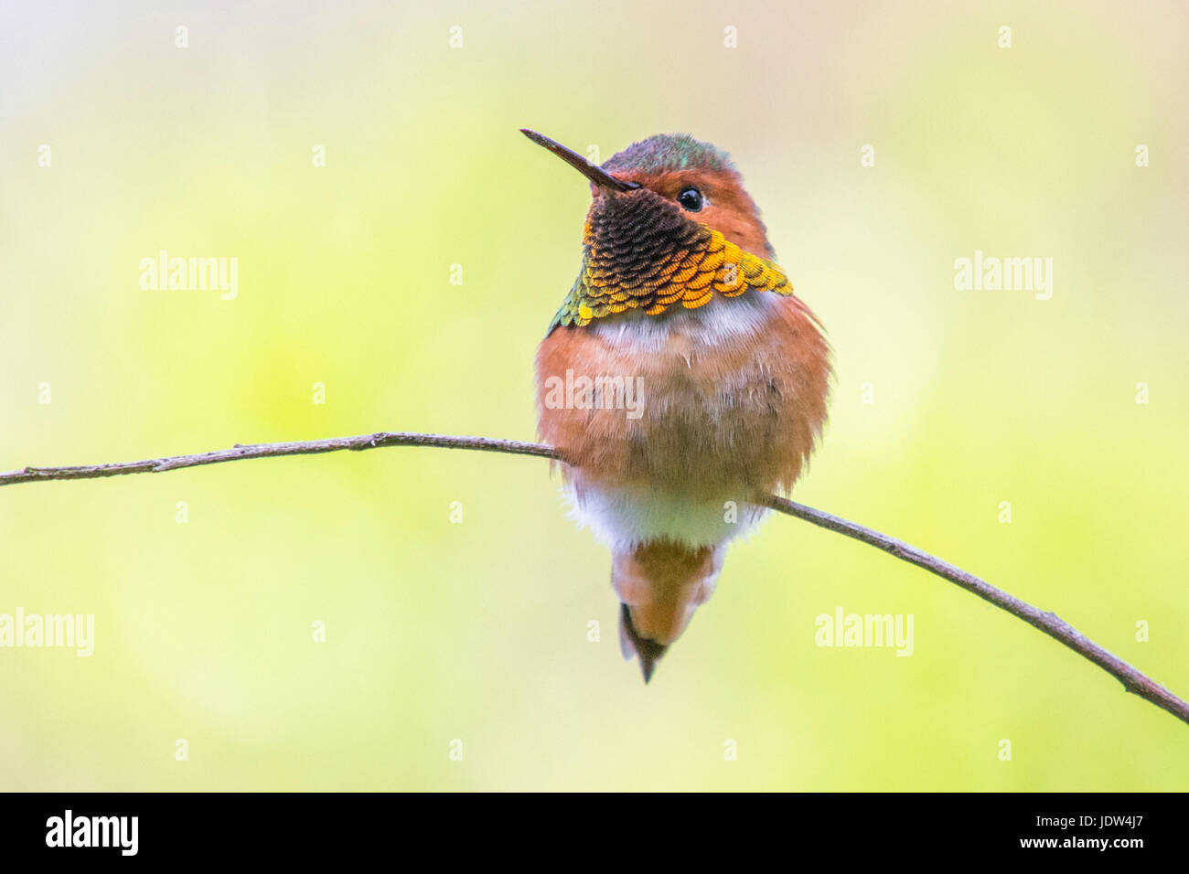Allen, colibri Selasphorus sasin Banque D'Images