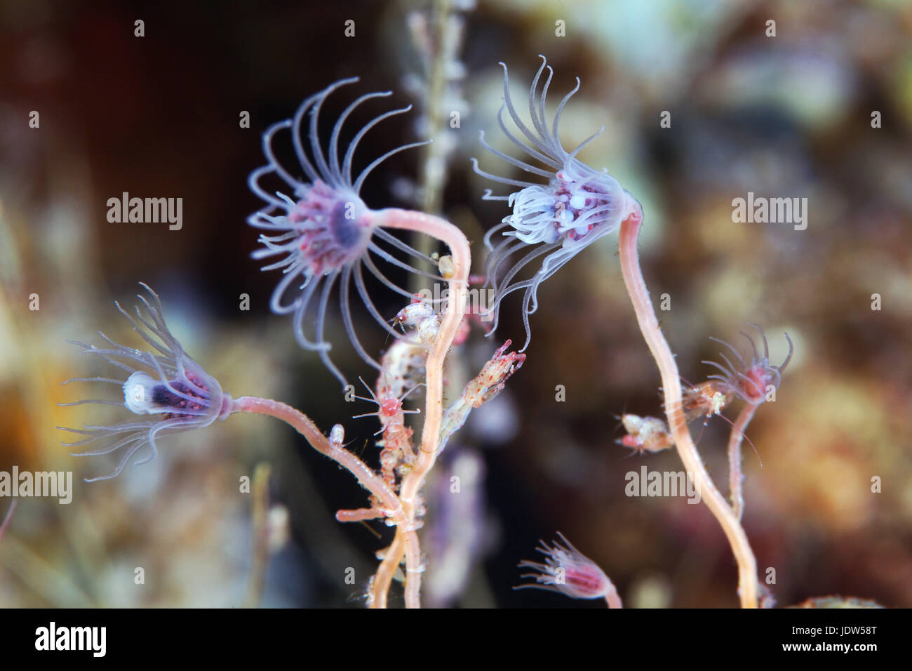 Ectopleura larynx Banque D'Images