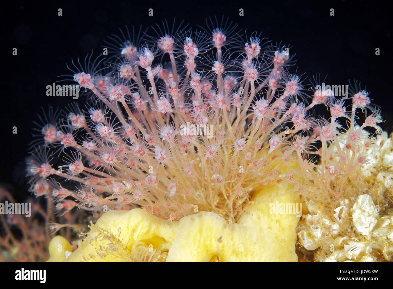 Ectopleura larynx Banque D'Images