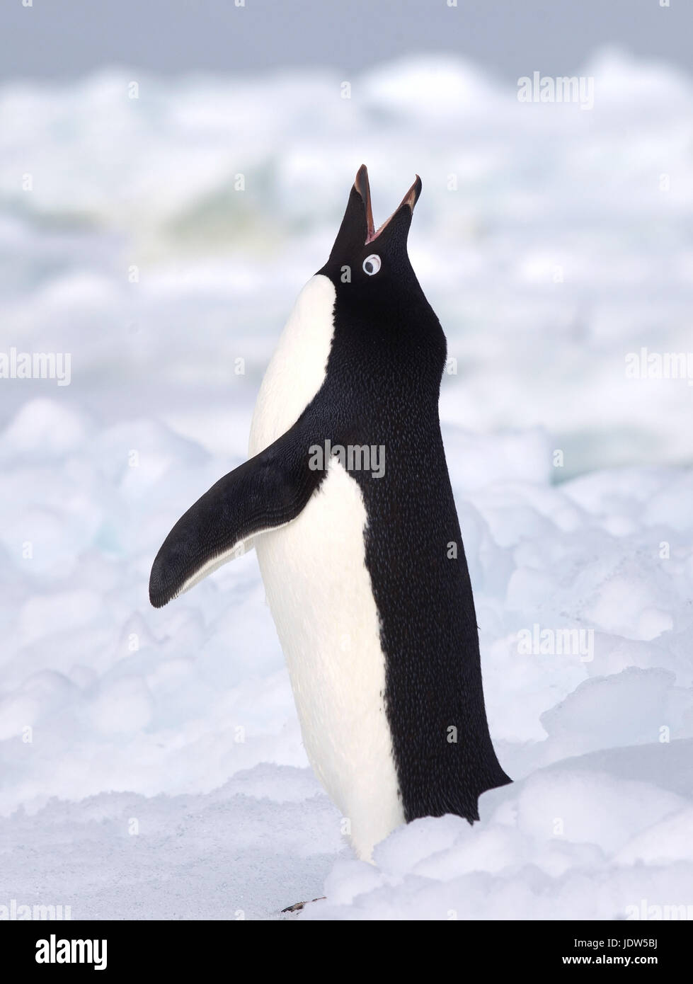 Adelie Penguin sur iceberg, banquise dans l'océan du sud, 180 miles au nord de l'Antarctique, l'Antarctique Banque D'Images
