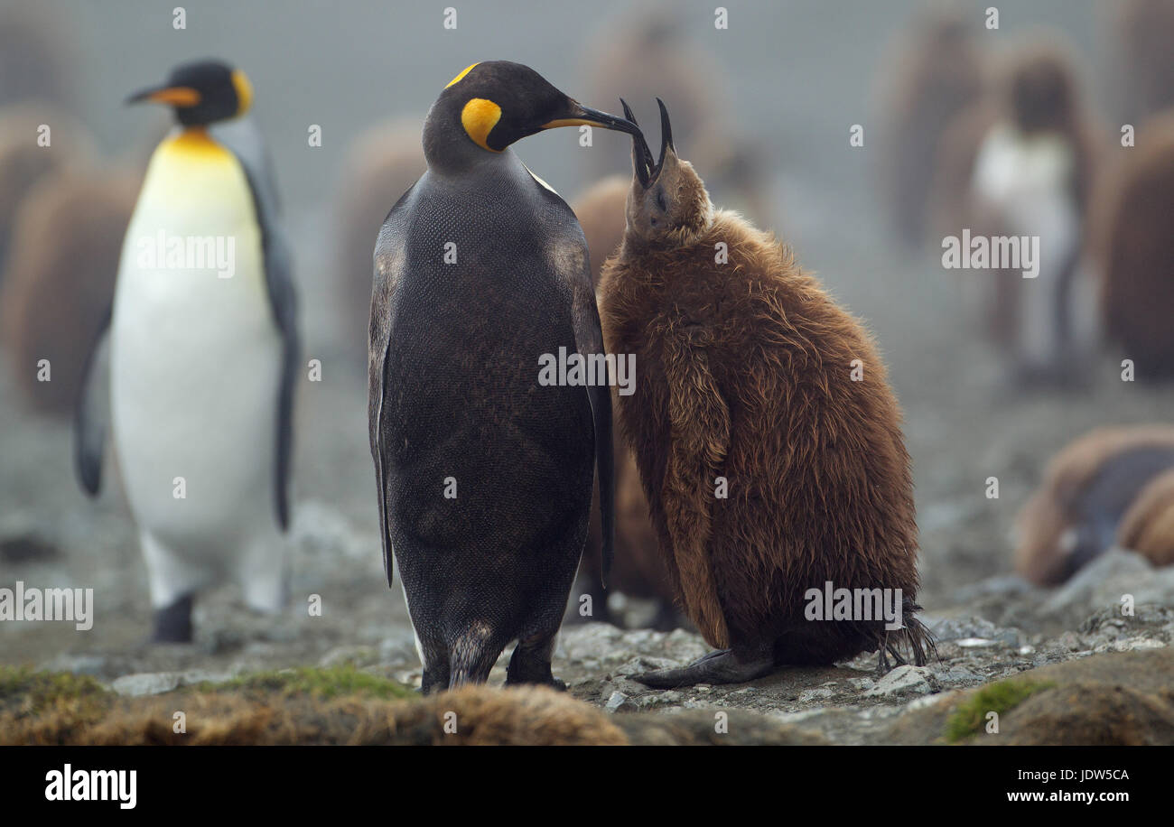 Le roi pingouin avec chick, l'île Macquarie, dans le sud de l'Ocean Banque D'Images