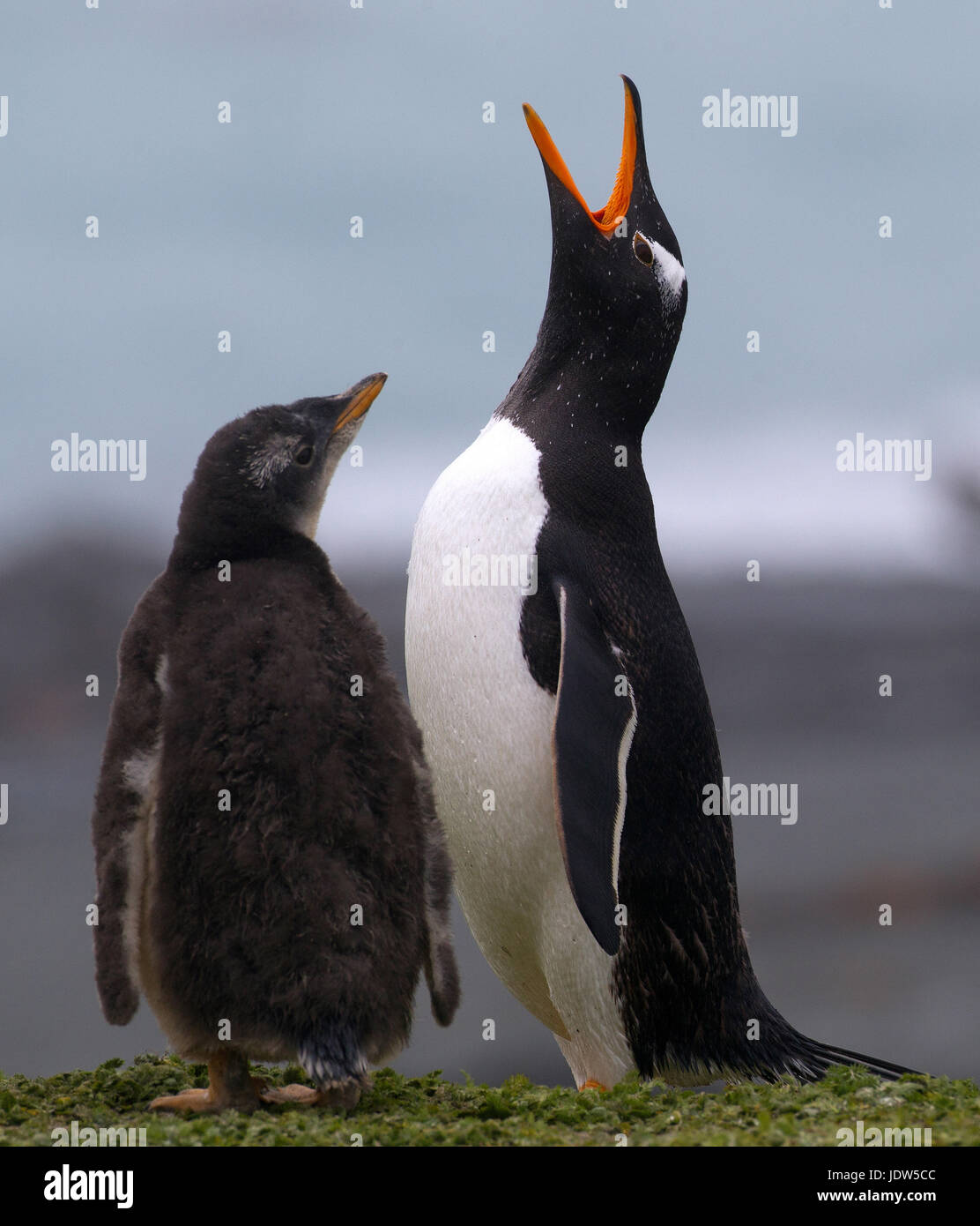 Gentoo pingouin et chick, l'île Macquarie, dans le sud de l'Ocean Banque D'Images