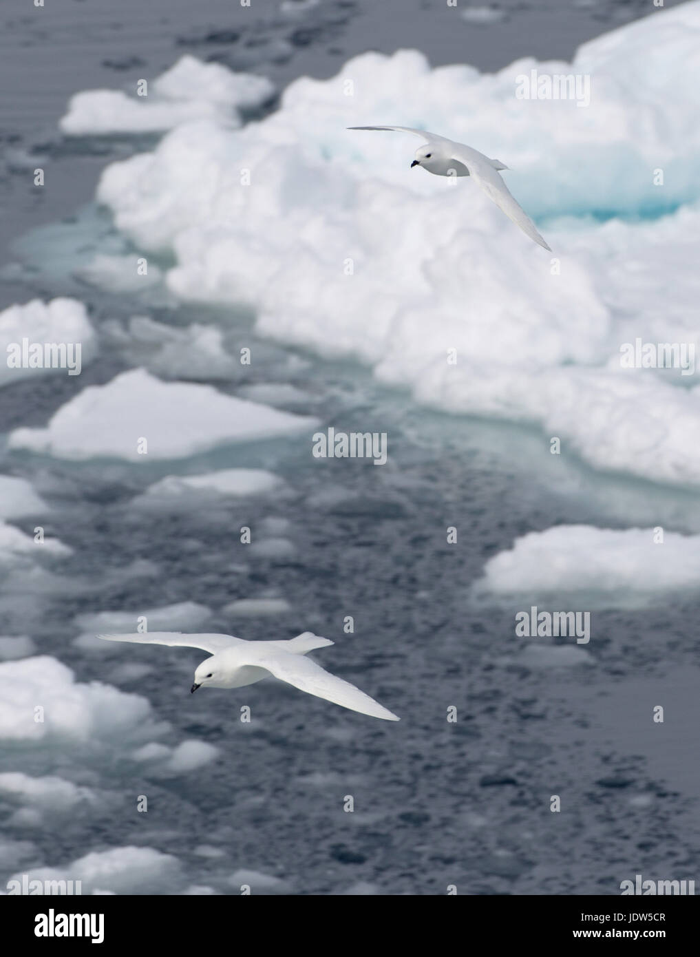 Les pétrels des neiges 1100 au-dessus de la banquise dans l'océan du sud, 180 miles au nord de l'Antarctique, l'Antarctique Banque D'Images