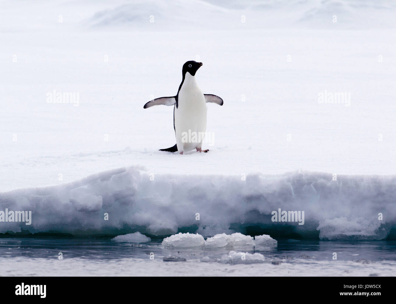 Adelie Penguin sur la banquise dans l'océan du sud, 180 miles au nord de l'Antarctique, l'Antarctique Banque D'Images