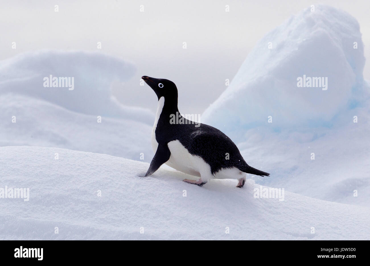 Adelie Penguin sur la banquise dans l'océan du sud, 180 miles au nord de l'Antarctique, l'Antarctique Banque D'Images