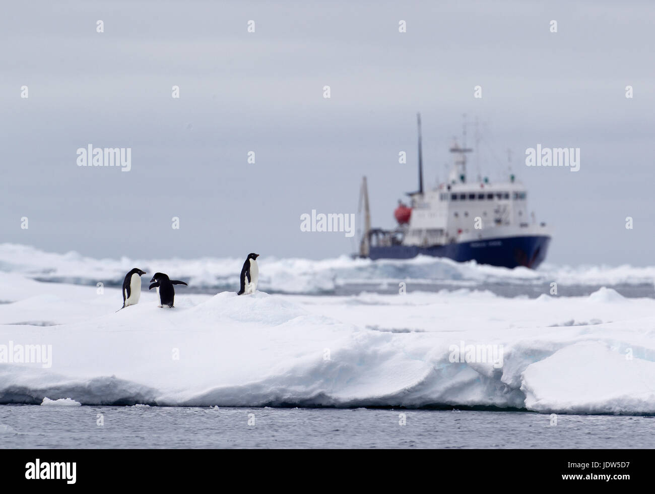Adelie pingouins sur banquise, navire à distance dans l'océan du sud, 180 miles au nord de l'Antarctique, l'Antarctique Banque D'Images