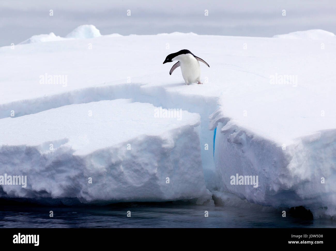 Adelie Penguin sur iceberg, banquise dans l'océan du sud, 180 miles au nord de l'Antarctique, l'Antarctique Banque D'Images