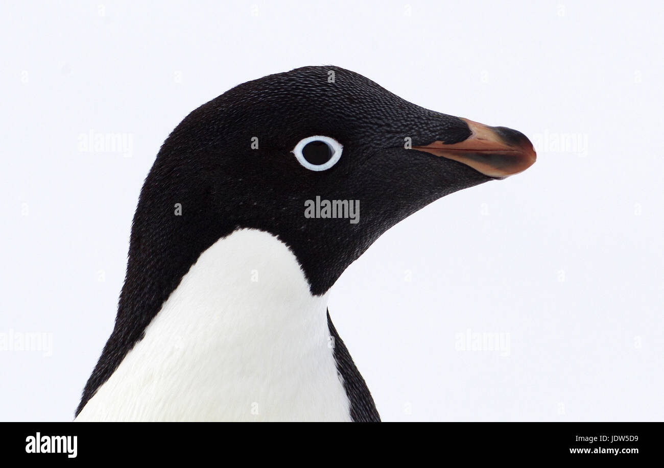 Adelie Penguin, Antarctique, océan du Sud Banque D'Images