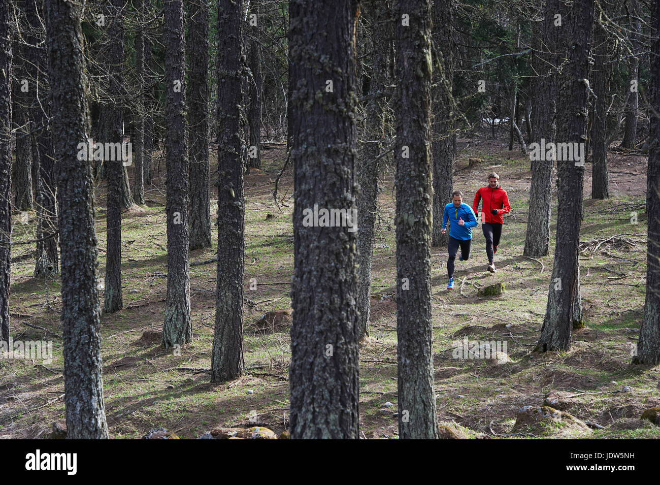 Deux hommes adultes en marche en forêt Banque D'Images