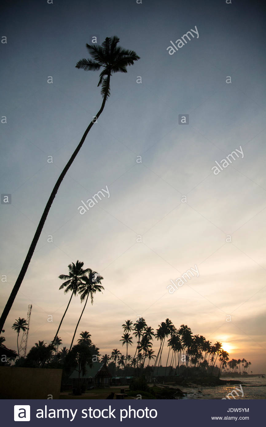 Plage Et Leaning Palmiers Au Coucher Du Soleil Galle Au