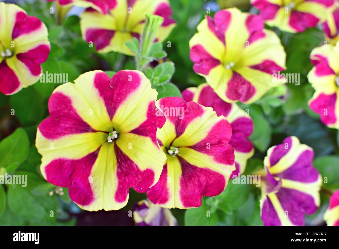 Gros plan d'une bicolore Mauve et blanc Bourgogne vague facile Star Pétunia Fleurs. Banque D'Images
