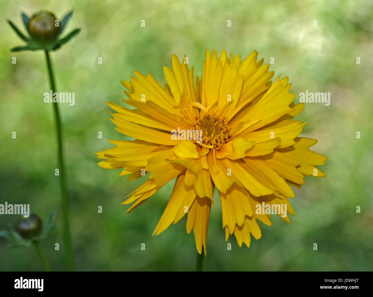 Coreopsis Sunray Banque D'Images