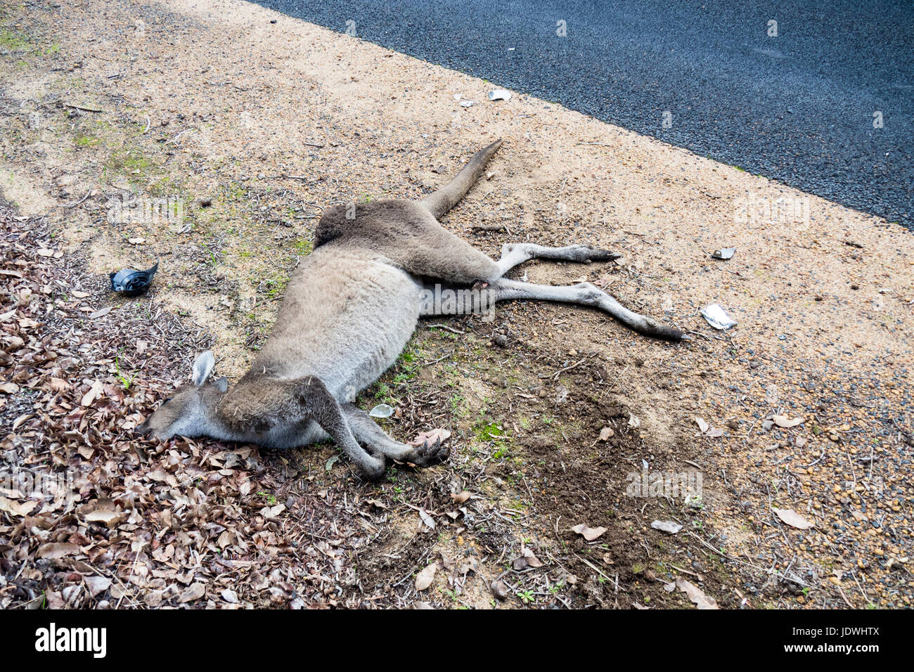 Road Kill, un kangourou mort frappé par un véhicule à moteur sur le côté d'une route de campagne. Banque D'Images