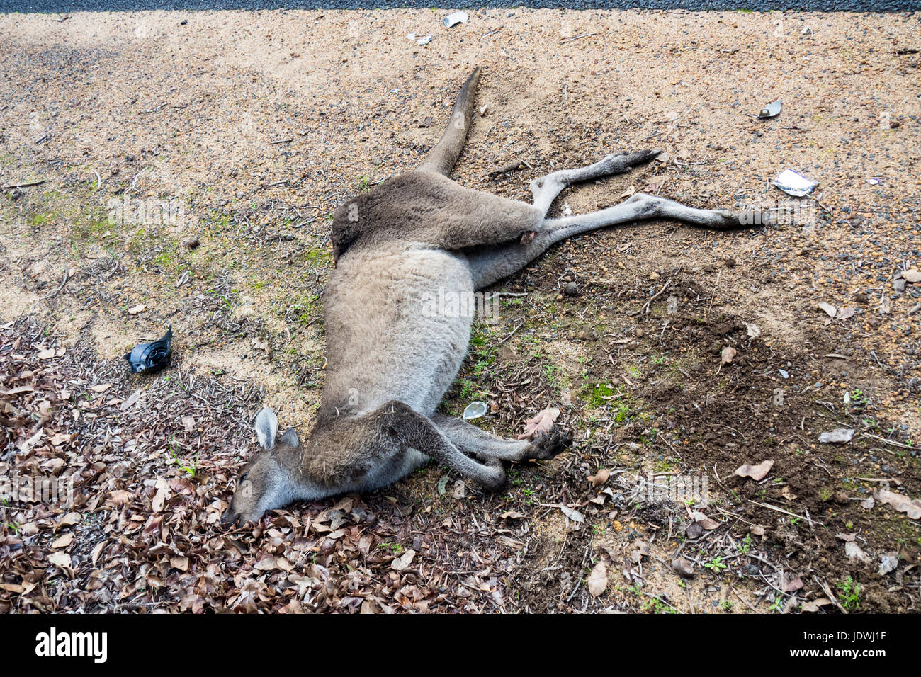 Road Kill, un kangourou mort frappé par un véhicule à moteur sur le côté d'une route de campagne. Banque D'Images