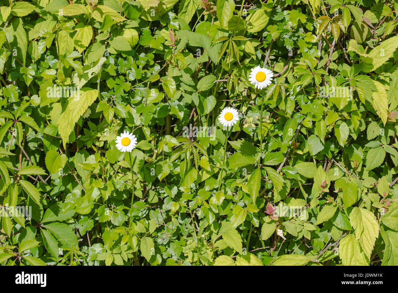 Camomille blanc naturel, herbes médicales, avec la vigne sauvage fond couverture verte Banque D'Images