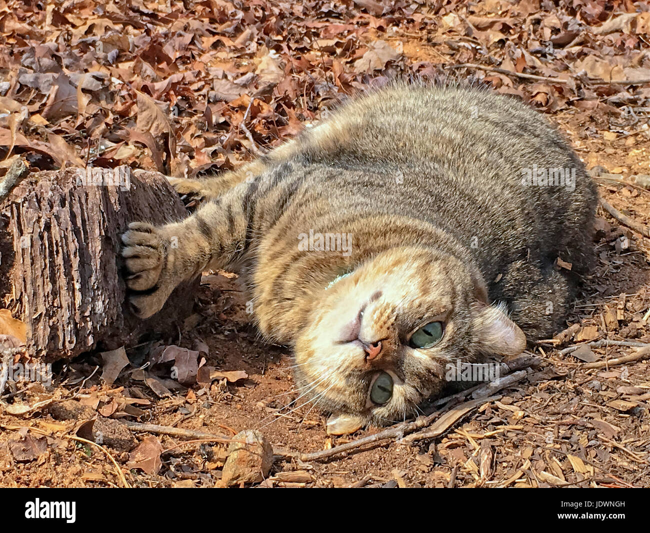 Highland Lynx Chat Avec Un Mignon Expression Lying Outdoors Il Etait Detendu Et Profiter De Ses Jeux Dans Le Soleil Photo Stock Alamy Highland Lynx Chat Avec Un Mignon Expression Lying Outdoors Il Etait Detendu Et Profiter De Ses Jeux Dans Le Soleil Photo Stock Alamy