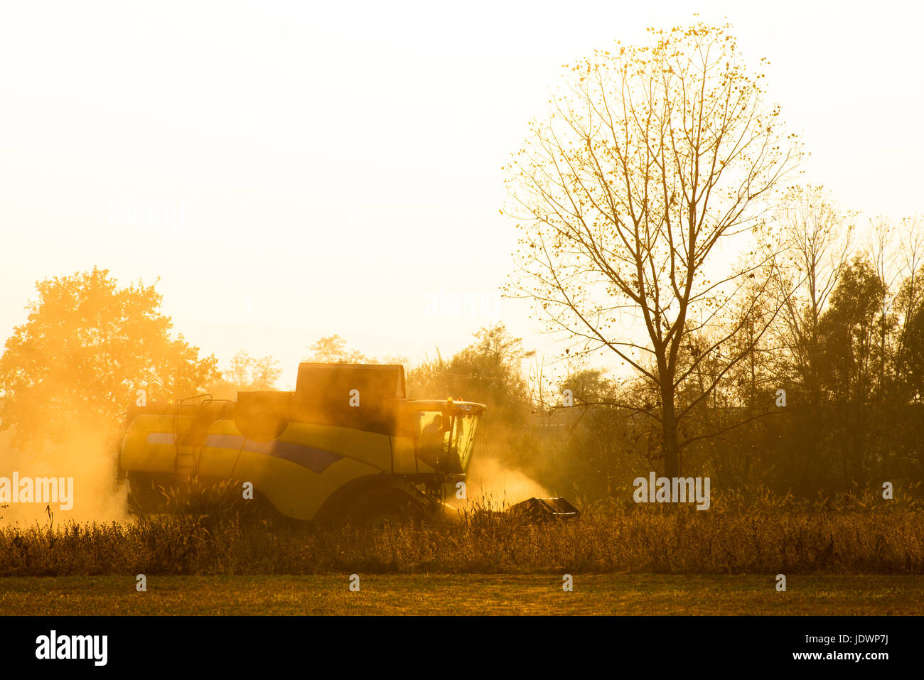 Harvester in backlight entouré par la poussière travaille dans un domaine au coucher du soleil Banque D'Images